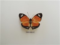 藏品(外國蝴蝶)的圖片